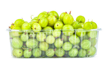 Gooseberry in container