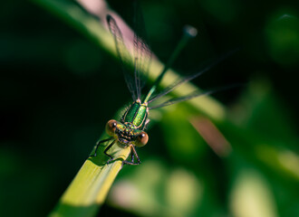 green dragonfly sitting on a leaf