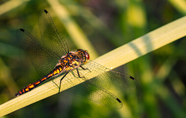 dragonfly sitting on a leaf