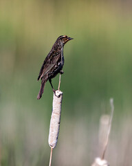 Red Winged Black Bird Photo. Female bird perched on a cattail with blur background in its environment and habitat surrounding. Image. Picture. Portrait.