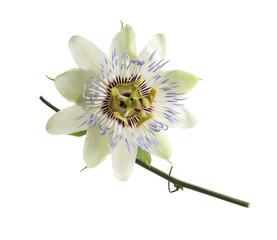 Beautiful blossom of Passiflora plant (passion fruit) on white background