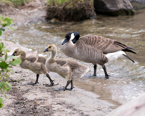 Canada Geese Photo. Picture. Portrait. Image.
