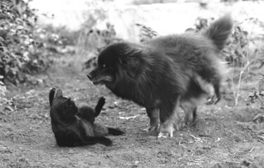 Obraz na płótnie Canvas dog and cat fight