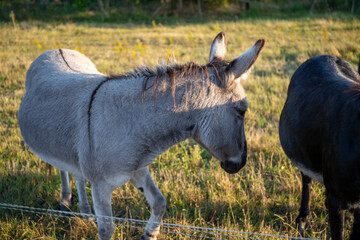 two donkeys on a pasture in grey and black color