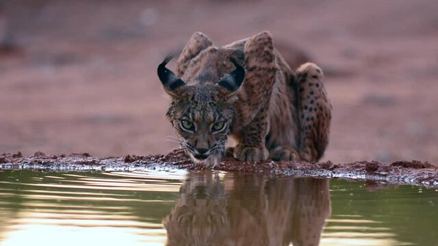 Iberian lynx, Lynx pardinus, drinking water in a pond
