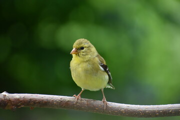 A young goldfinch on a branch