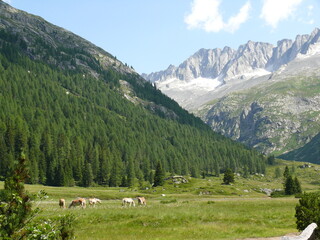 Fototapeta na wymiar Cavalli che pascolano sotto le Dolomiti