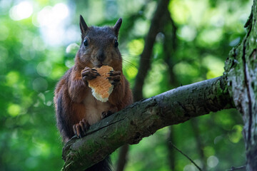 ruda wiewiórka w parku