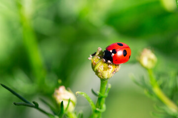 Ladybug running along on blade of green grass