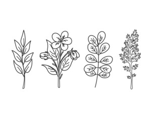 Linear set of leaves, herbs, twigs and flowers. Vector illustration