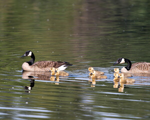 Canada Goose Photo. Canadian Geese with their gosling babies swimming and displaying their wings, head, neck, beak, plumage in their environment and habitat and enjoying its day. Canada Geese Image. 