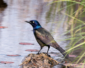 Common Grackle Photo. Close-up profile view by the water displaying feathers, beak in its environment and habitat. Image. Picture. Portrait.