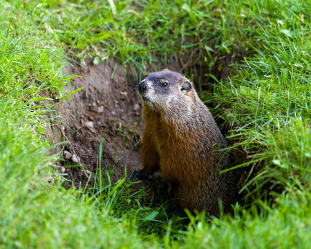 Groundhog Stock Photo. Sitting at the entrance of its burrow with grass in its environment and surrounding habitat. Image. Picture. Portrait.