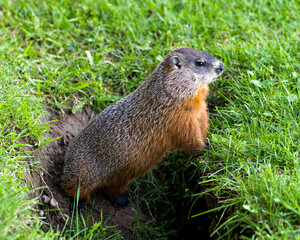Groundhog Stock Photo. Close-up view at the entrance of its burrow standing and looking side ways with grass background in its environment and surrounding habitat. Image. Picture. Portrait.