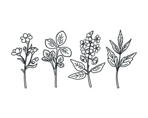 Hand drawing wildflowers and herbs. Vector illustration