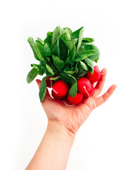A hand holding a bunch of fresh radishes with green leaves, isolated on white background, natural shade. Healthy dieting concept.