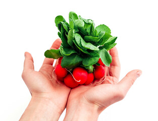 Two male hands giving a bunch of fresh radishes with green leaves, isolated on white background, natural shade. Healthy dieting concept.