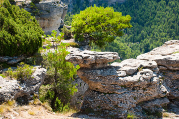 Pine tree with unique shape rocks. Landscape in Spain. Card with nature.