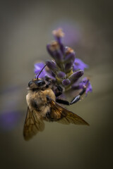 Macro of bee on lavender