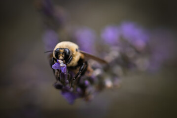 Macro of bee on lavender