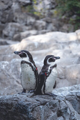 背を預け合う２匹のペンギン