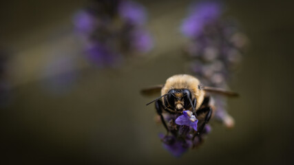 Macro of bee on lavender