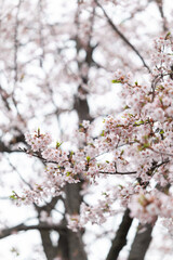 曇り空の下の３月の桜