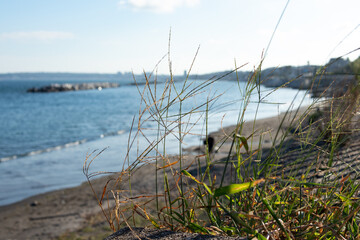 海岸線に咲く雑草と海岸