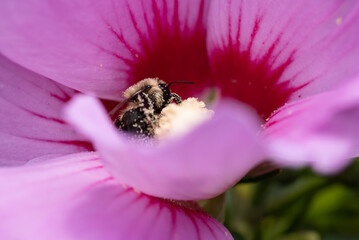 Bee collecting pollen in Rose of Sharon