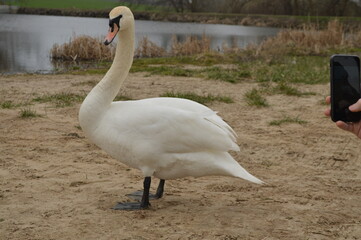 swans on the lake