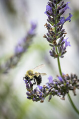 Macro of bee on lavender