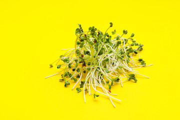 Fresh micro green on color background