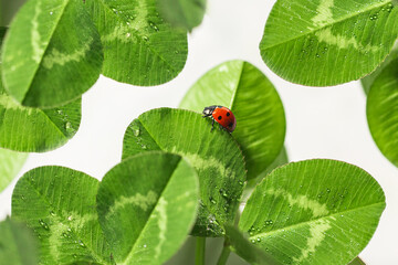 Obraz premium Small red ladybug on a green clover leaf with rain drops on a white background. Macro shot, selective focus.