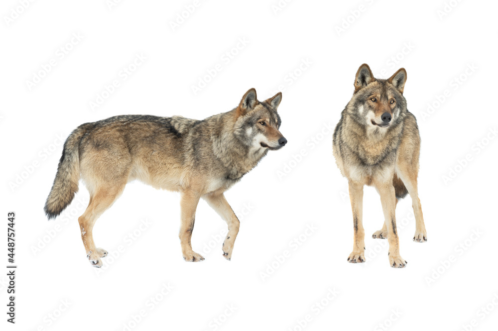 Sticker two wolf isolated on white background