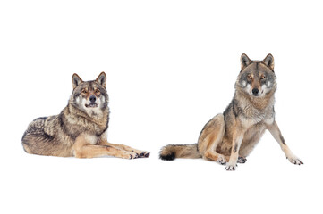  Two Gray wolf  isolated on white background