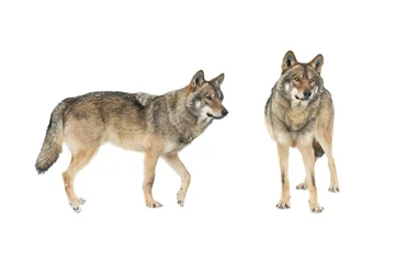  two wolf isolated on white background © fotomaster