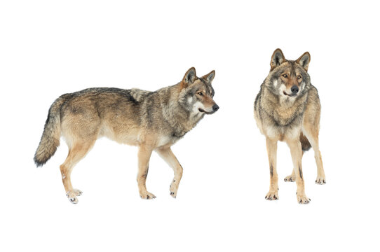 Fototapeta two wolf isolated on white background