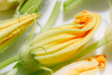 Fototapeta na wymiar zucchini flowers in varying degrees of disclosure, ready to cook