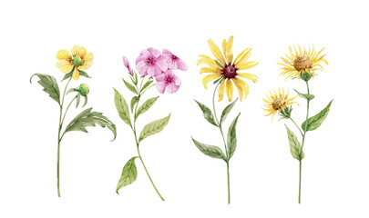 set of field and garden yellow and pink flowers. watercolor drawing, hand painted on white background