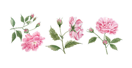 set of pink garden roses on white background close up, watercolor illustration hand painted