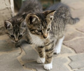 Obraz premium portrait of kittens