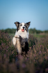 Obraz premium Dog in lavender flowers. Lovely pet. Border Collie Dog on a lavender field. Pet in nature