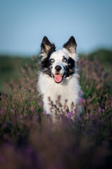 Dog in lavender flowers. Lovely pet. Border Collie Dog on a lavender field. Pet in nature