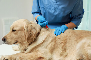 Veterinarian taking ticks off dog indoors, closeup