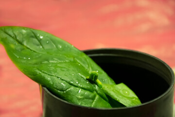 Green worm on a leaf with water and coral background