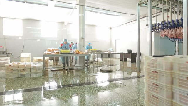 Chicken meat production line . Food processing factory . Chicken meat packaging . Workers working inside meat factory . Packaging and sorting . Camera movement