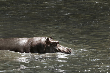 Funny hippopotamus in zoological garden