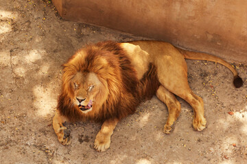 Lion resting in zoological garden