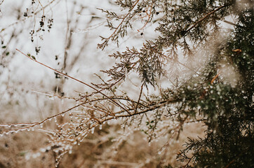 snow covered branches