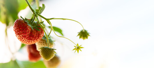 die Erdbeere ist bald reif